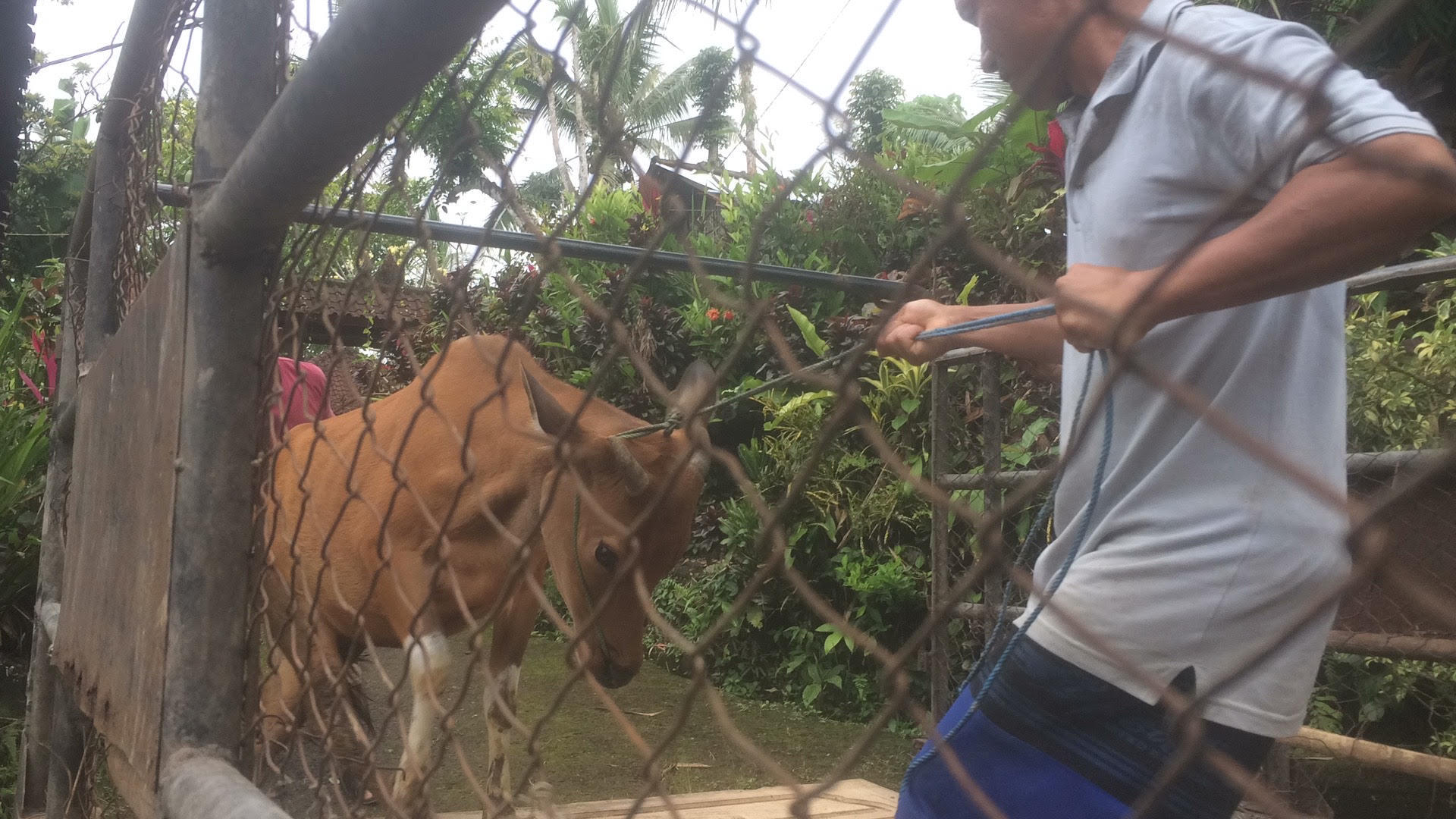 Pengungsi Erupsi Gunung Agung Bolak Balik Urus Ternak
