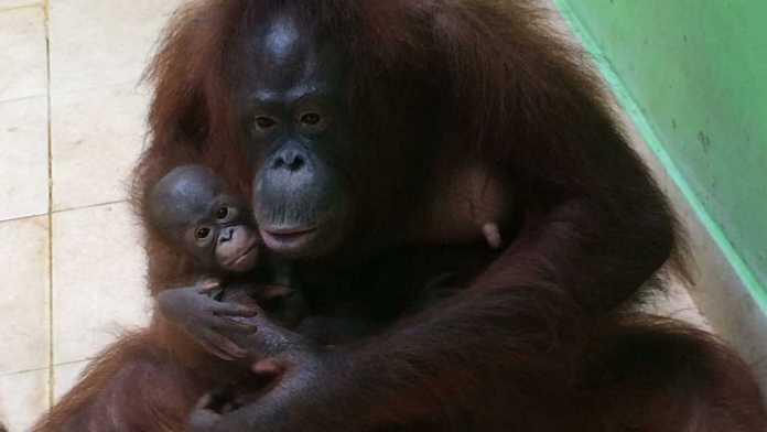 Toti, Orang Utan Lahirkan Anak Pertamanya di Batu Secret Zoo