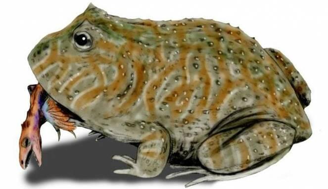 Fakta Beelzebufo, Katak dengan Julukan ‘Iblis’ yang Jadi Predator Para Dinosaurus