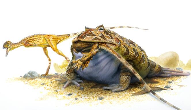 Fakta Beelzebufo, Katak dengan Julukan ‘Iblis’ yang Jadi Predator Para Dinosaurus