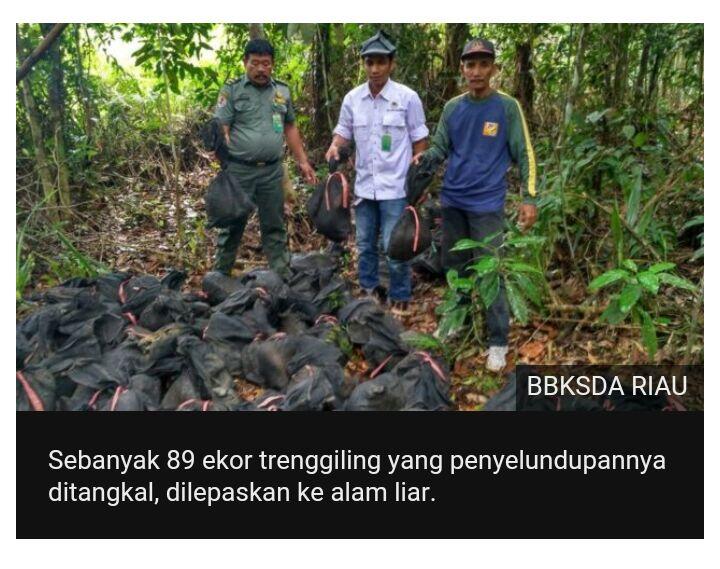 Puluhan trenggiling selundupan dilepasliarkan di Riau