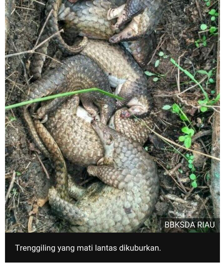 Puluhan trenggiling selundupan dilepasliarkan di Riau