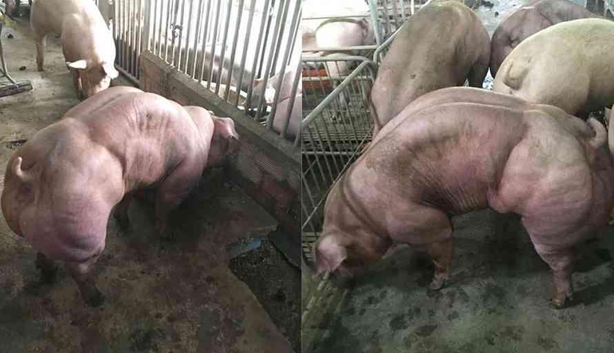 VIRAL, Penampakan Babi Besar dan Berotot Seperti Hulk Gemparkan Nitizen