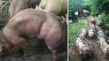 VIRAL, Penampakan Babi Besar dan Berotot Seperti Hulk Gemparkan Nitizen
