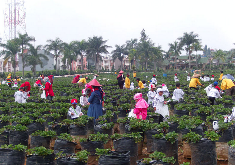Yuk! Berlibur ke Berbagai Agrowisata Menarik di Pulau Jawa Follow 0