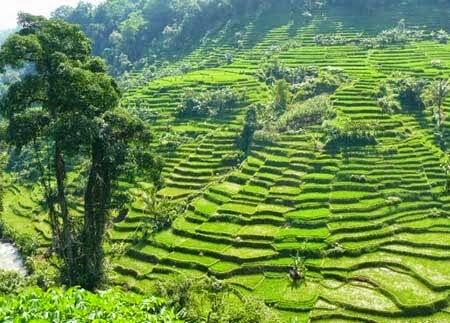 Yuk! Berlibur ke Berbagai Agrowisata Menarik di Pulau Jawa Follow 0