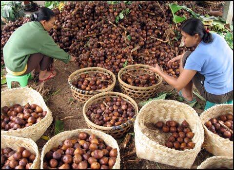 Yuk! Berlibur ke Berbagai Agrowisata Menarik di Pulau Jawa Follow 0