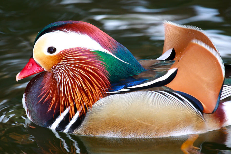 Mandarin Duck, Bebek paling lucu dan cantik di dunia