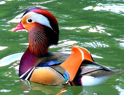 Mandarin Duck, Bebek paling lucu dan cantik di dunia