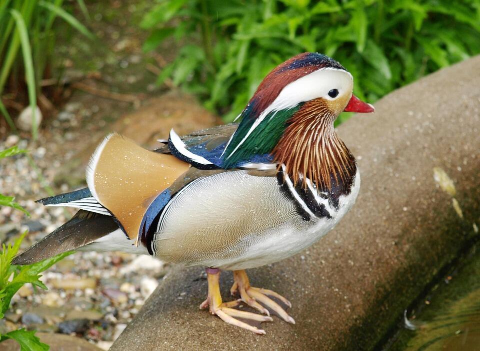 Mandarin Duck, Bebek paling lucu dan cantik di dunia