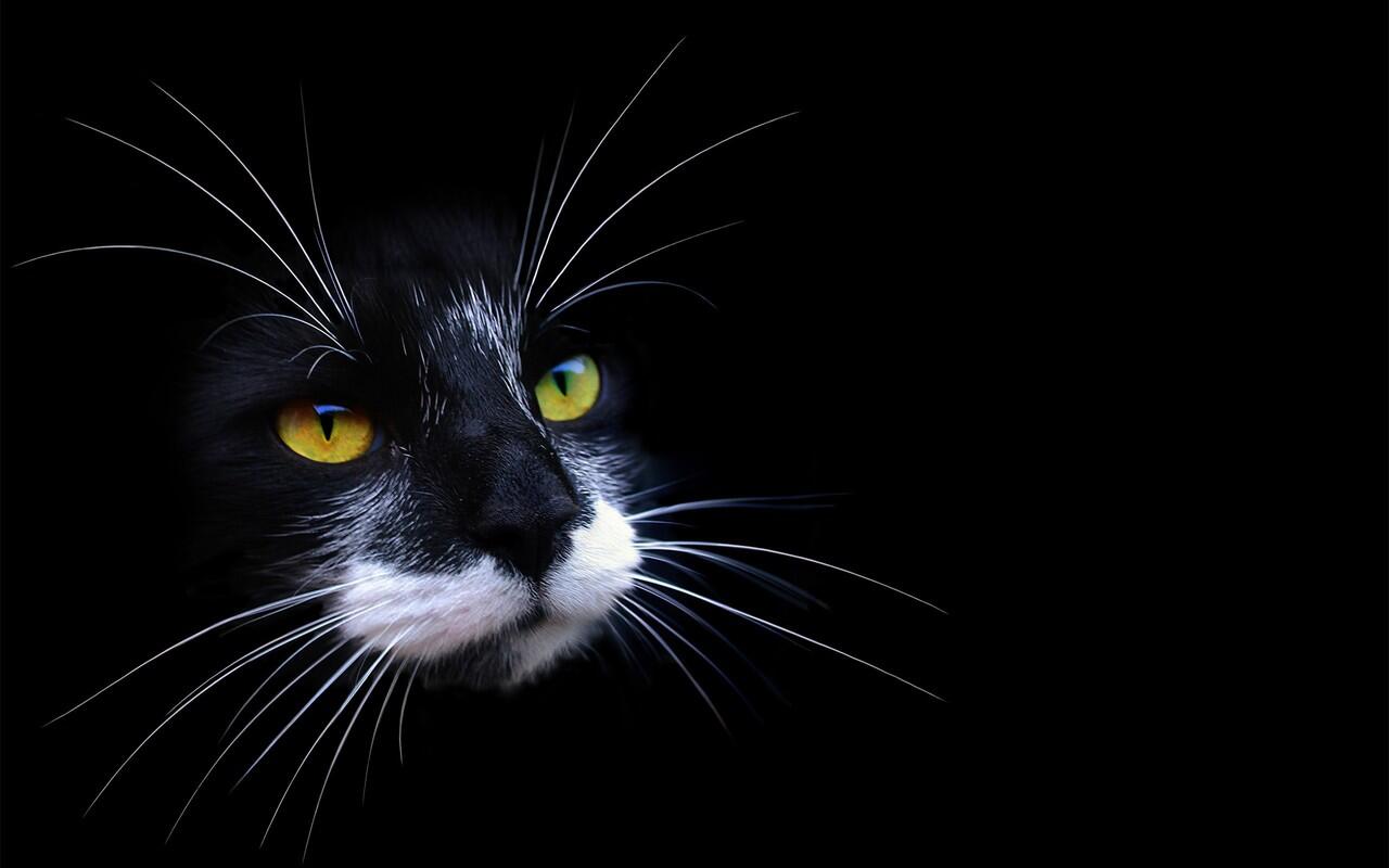 sisi spiritual kucing dari berbagai penjuru