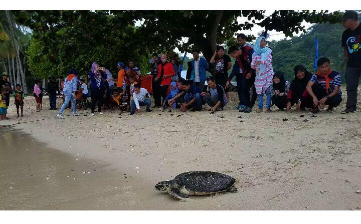 Penyu Belimbing di Taman Kili-Kili Cari Generasi Penerus