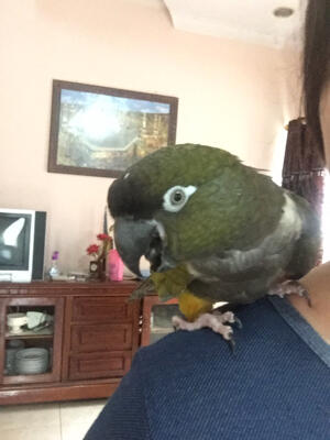 Terjual Patagonian Conure Kaskus