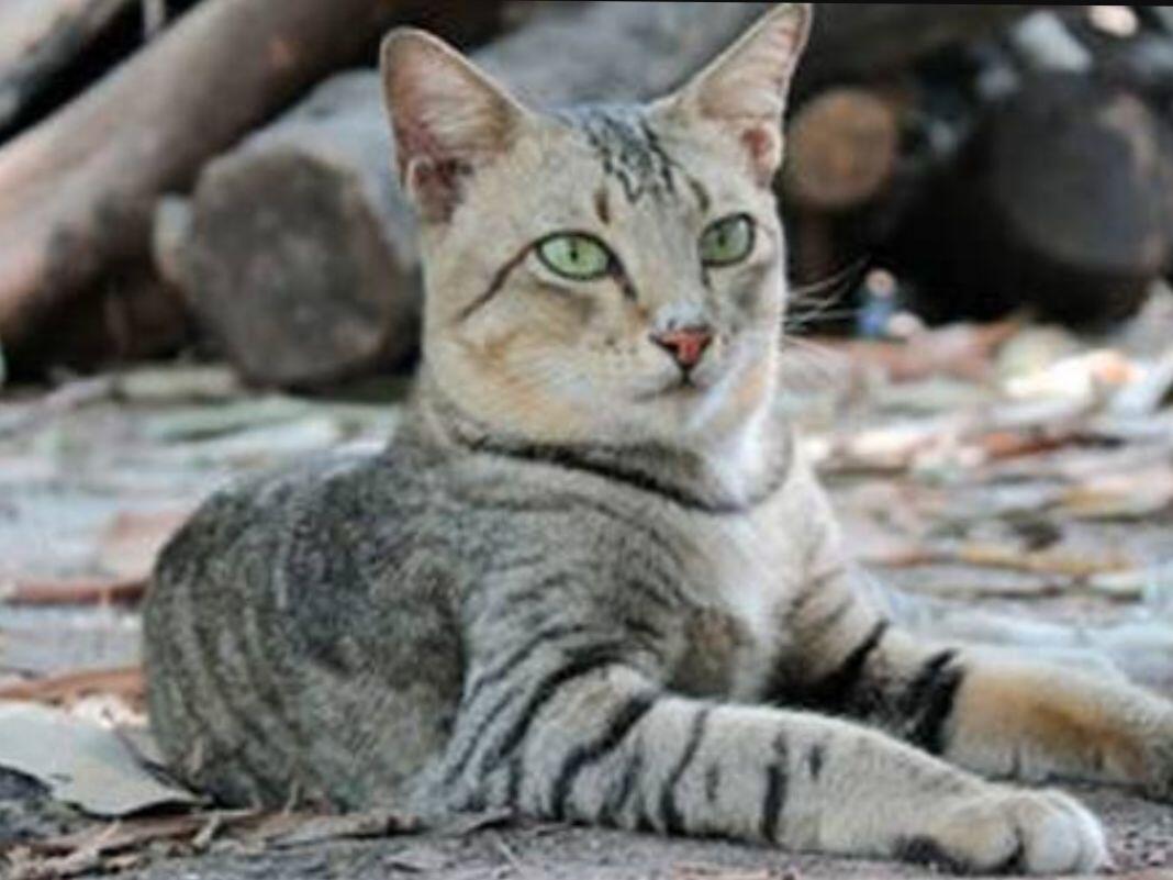 5 ras kucing yang paling disukai di indonesia