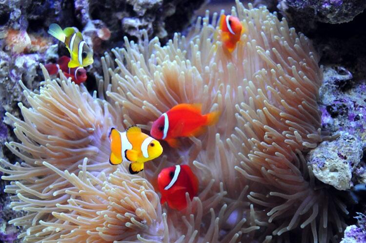 Ikan Nemo Terancam Punah Akibat Perubahan Iklim