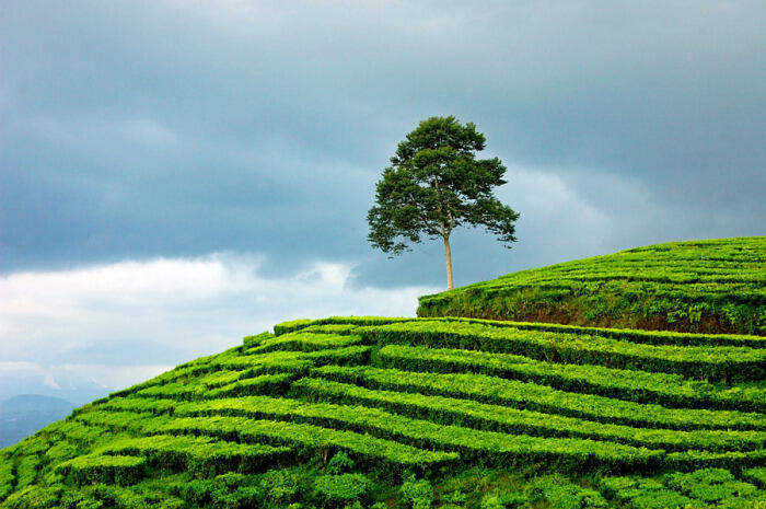 Surga Yang Tersembunyi DIderetan Pegunungan Bukit Barisan