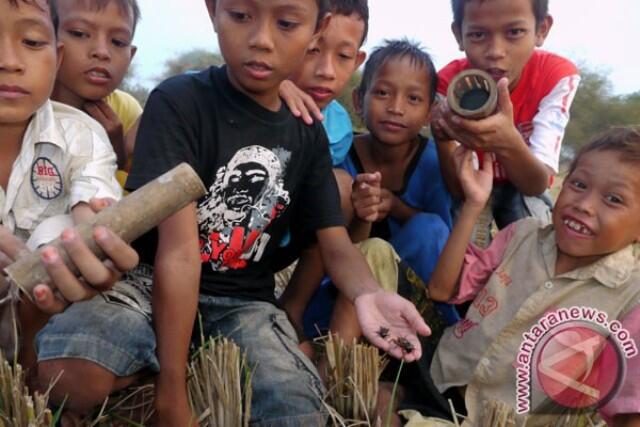 Jangkrik…. Teman Bermain Anak-Anak Yang Mengasikkan