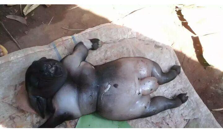 Anak Kambing Mirip Manusia Hebohkan Warga Sumenep