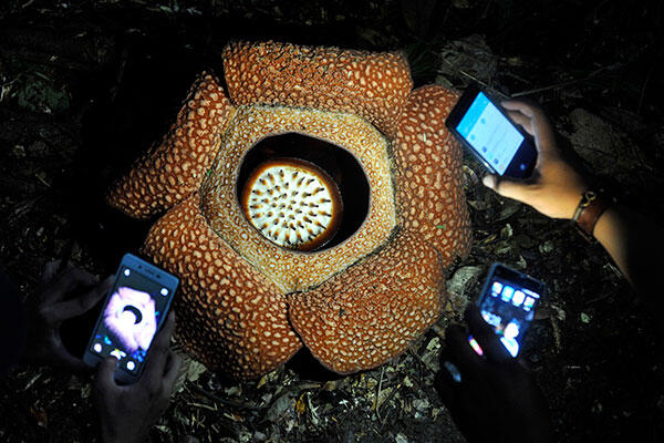 Dua Rafflesia Arnoldii Mekar di  Hutan Bukit Barisan 