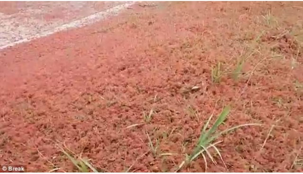 Rumah dan Jalanan di Pulau Ini Berubah seperti Karpet Merah. Inilah Penyebabnya!