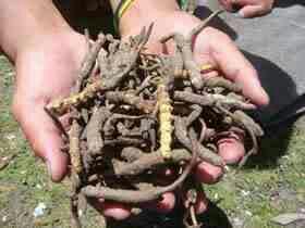 Cordyceps Sinensis si Jamur Ulat Sakti Dari China