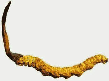 Cordyceps Sinensis si Jamur Ulat Sakti Dari China