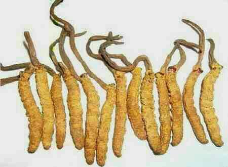 Cordyceps Sinensis si Jamur Ulat Sakti Dari China