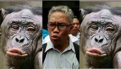 Hanya Homo Wajakinensis dan Soloensis yang Pribumi Sejati