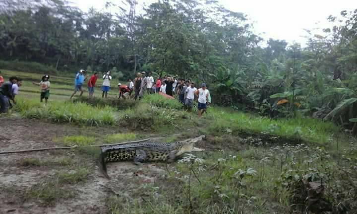 BUAYA Sungai Luk Ulo Munggah Sawah Kejar-kejar Warga