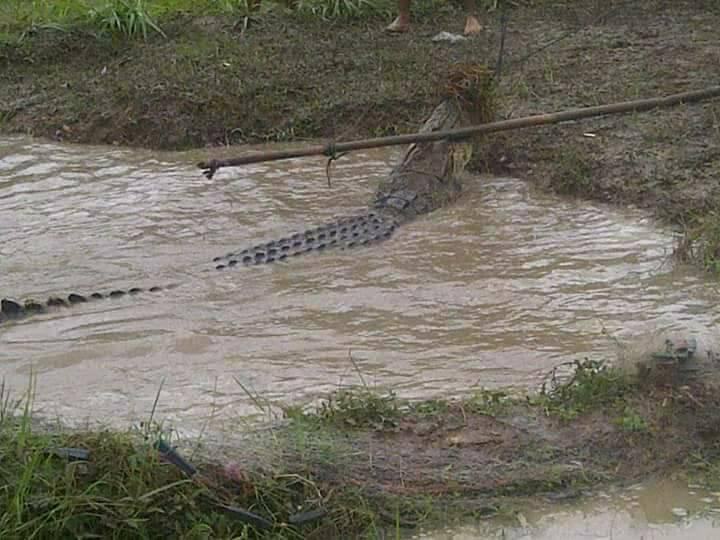 BUAYA Sungai Luk Ulo Munggah Sawah Kejar-kejar Warga