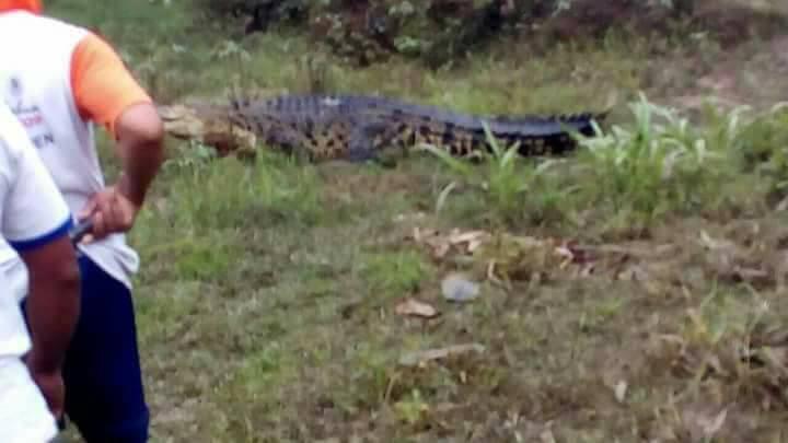 BUAYA Sungai Luk Ulo Munggah Sawah Kejar-kejar Warga