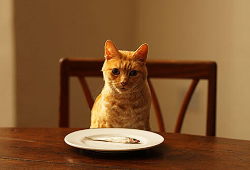 5 Makanan Manusia Yang Aman Dikonsumsi Kucing Peliharaanmu Gan!