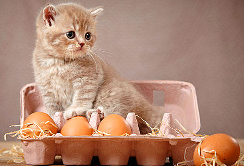 5 Makanan Manusia Yang Aman Dikonsumsi Kucing Peliharaanmu Gan!