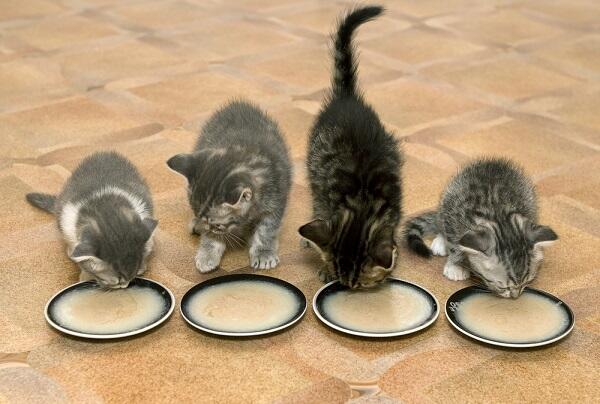 5 Makanan Manusia Yang Aman Dikonsumsi Kucing Peliharaanmu Gan!