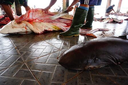 Menelusuri Pelelangan Hiu Ilegal Terbesar di Lombok