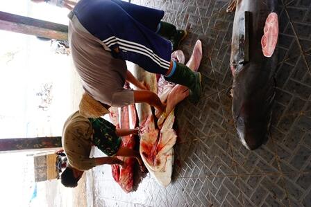 Menelusuri Pelelangan Hiu Ilegal Terbesar di Lombok