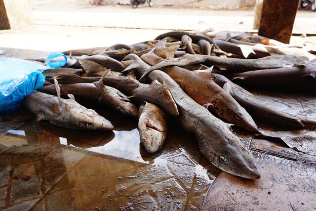 Menelusuri Pelelangan Hiu Ilegal Terbesar di Lombok