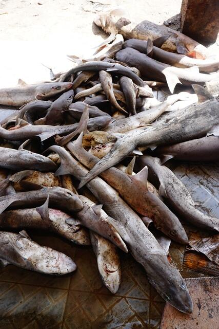 Menelusuri Pelelangan Hiu Ilegal Terbesar di Lombok