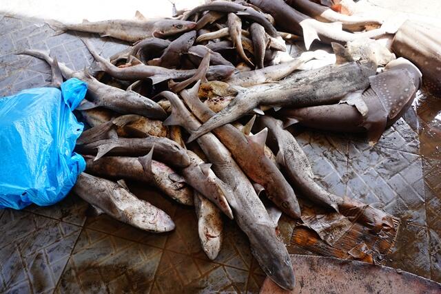 Menelusuri Pelelangan Hiu Ilegal Terbesar di Lombok