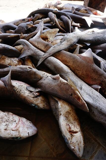 Menelusuri Pelelangan Hiu Ilegal Terbesar di Lombok