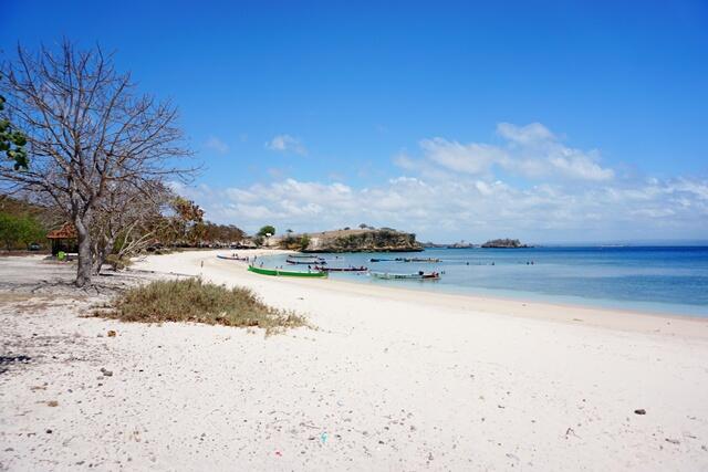 Menelusuri Pelelangan Hiu Ilegal Terbesar di Lombok