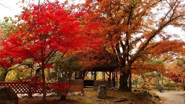 Baca ini sebelum agan pergi liburan musim gugur di Jepang!