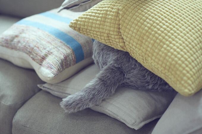 Unik atau Aneh? Bantal Berekor yang bisa Bergerak
