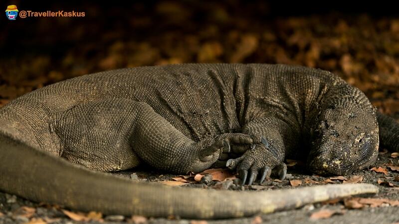 Sebelum Berkunjung Ke Taman Nasional Komodo, Ketahuilah 6 Fakta Seru ini !!