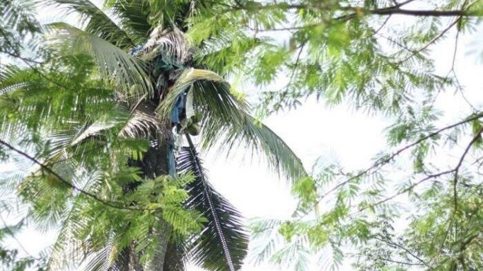 Viral, Kisah Seorang Pria yang Tiga Tahun Tak Mau Turun dari Pohon Kelapa
