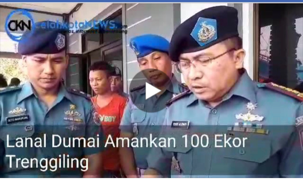 Lanal Dumai Gagalkan Penyelundupan 100 Ekor Trenggiling