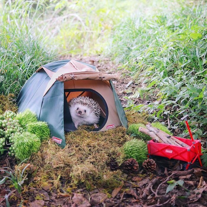 Landak Susu ini di Endorse oleh Merek Perlengkapan Camping, dan ini Hasilnya.