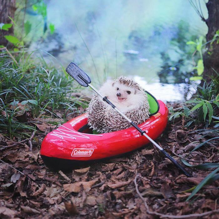 Landak Susu ini di Endorse oleh Merek Perlengkapan Camping, dan ini Hasilnya.