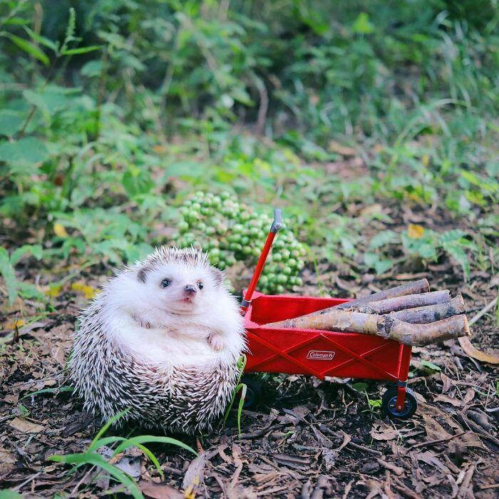 Landak Susu ini di Endorse oleh Merek Perlengkapan Camping, dan ini Hasilnya.