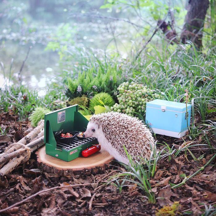 Landak Susu ini di Endorse oleh Merek Perlengkapan Camping, dan ini Hasilnya.